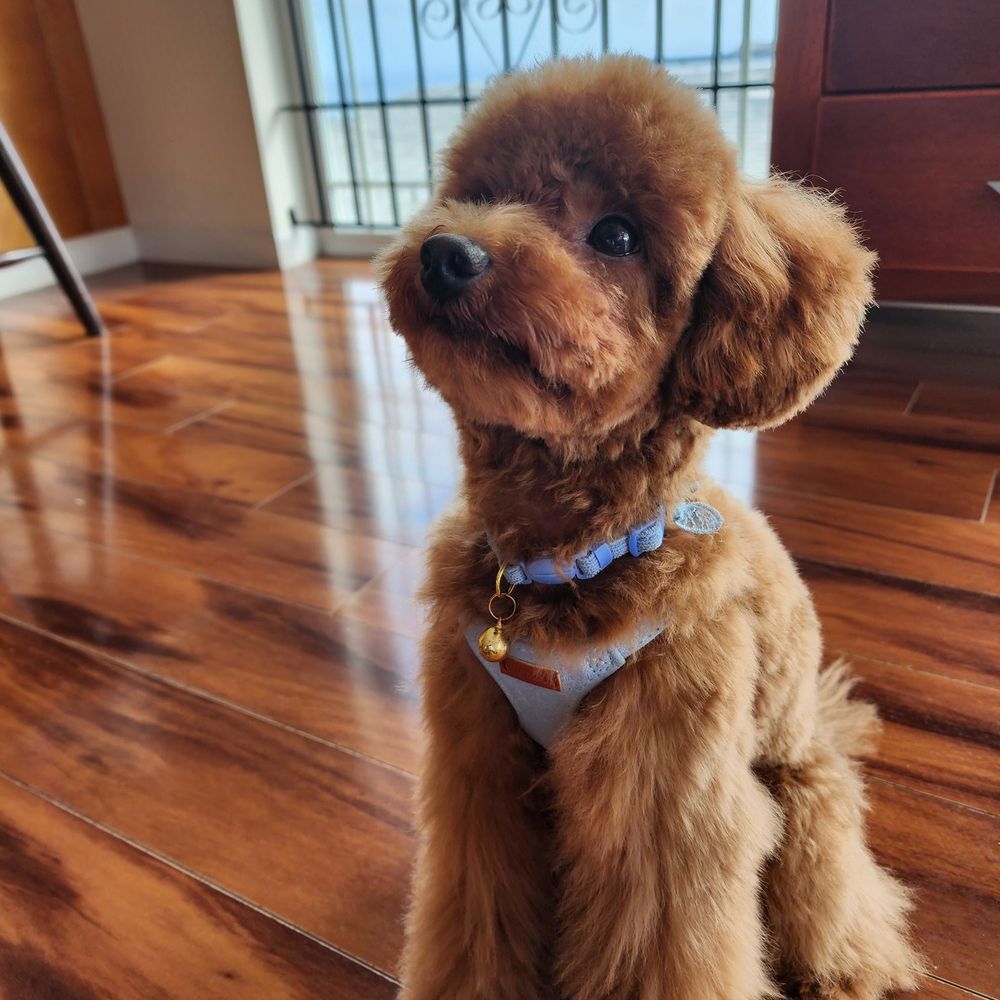Dream Dog Grooming - Pet Groomers Near Me - Honolulu, Hawaii Dream Dog Grooming - Pet Groomers Near Me - Honolulu, Hawaii
