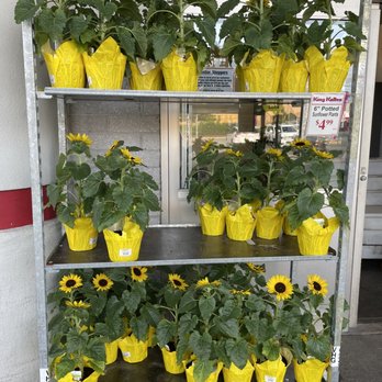 King Kullen Grocery - a display of sunflowers - Grocery Near Me - Wantagh, New York King Kullen Grocery - a display of sunflowers - Grocery Near Me - Wantagh, New York