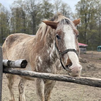 Fallbrook Trail Ranch - Horse - Horseback Riding Near Me - Halton Hills, Ontario