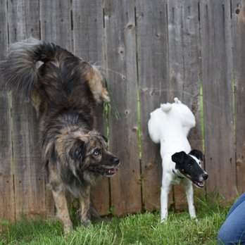 Kinetic K9s - Pet Training Near Me - Stillwater, Oklahoma Kinetic K9s - Pet Training Near Me - Stillwater, Oklahoma