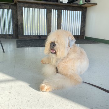 Dog Father Groomery - Pet Groomers Near Me - Riverton, Utah Dog Father Groomery - Pet Groomers Near Me - Riverton, Utah