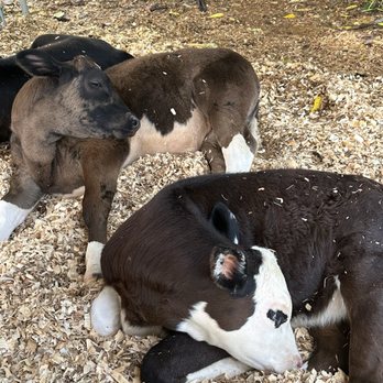 Krishna Cow Sanctuary - Animal Physical Therapy Near Me