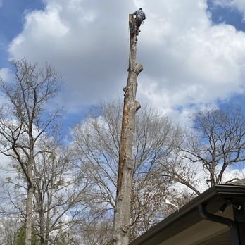Martinez Tree Service - Tree Services Near Me Martinez Tree Service - Tree Services Near Me