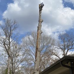 Martinez Tree Service