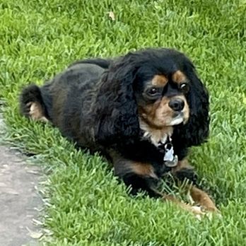 All About Paws - Pet Groomers Near Me - Meridian, Idaho All About Paws - Pet Groomers Near Me - Meridian, Idaho