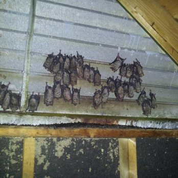 Critter Capture - Bats in a Gable - Wildlife Control Near Me