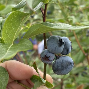 Lyman Orchards - Blueberry - Fruits & Veggies Near Me - Middlefield, Connecticut