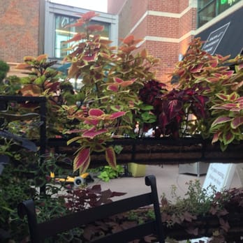 Chester's Kitchen and Bar - Our view from our outdoor patio seat -lovely flowers planted all around, kind of like a flower barrier! - New American Near Me - Rochester, Minnesota
