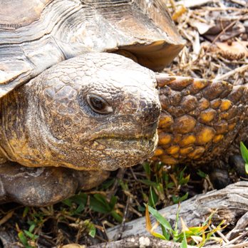 Seacrest Scrub Natural Area - Gopher tortoise - Parks Near Me - Boynton Beach, Florida Seacrest Scrub Natural Area - Gopher tortoise - Parks Near Me - Boynton Beach, Florida