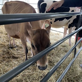 Erin County Fair - Festivals Near Me - Erin, Ontario
