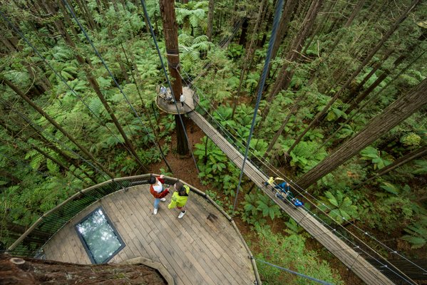 Redwoods Treewalk by null