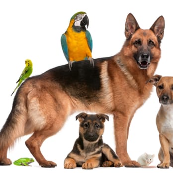 Flash Point Pest Control - Protect what is important to you! - Pest Control Near Me - Milpitas, California Flash Point Pest Control - Protect what is important to you! - Pest Control Near Me - Milpitas, California