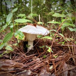 More mushrooms!