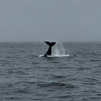 Princess Monterey Whale Watching - Whale Watching Tours Near Me - Monterey, California Princess Monterey Whale Watching - Whale Watching Tours Near Me - Monterey, California