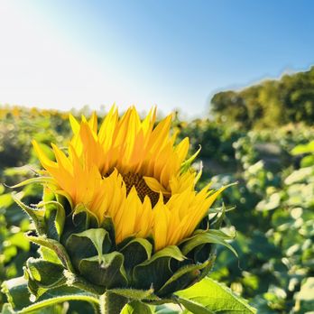 Gaver Farm - Is a beautiful sunflower - Pick Your Own Farms Near Me - Mount Airy, Maryland Gaver Farm - Is a beautiful sunflower - Pick Your Own Farms Near Me - Mount Airy, Maryland