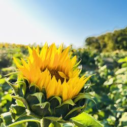 Gaver Farm - Is a beautiful sunflower