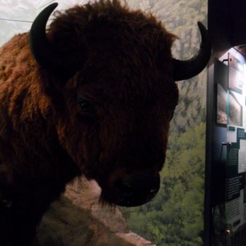 National Museum & Gallery Cardiff - Animals - Museums Near Me - Cardiff, CRF National Museum & Gallery Cardiff - Animals - Museums Near Me - Cardiff, CRF