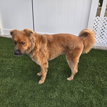 PetSmart - Our dog after the horrible  grooming by Emily - Pet Training Near Me - Murrieta, California