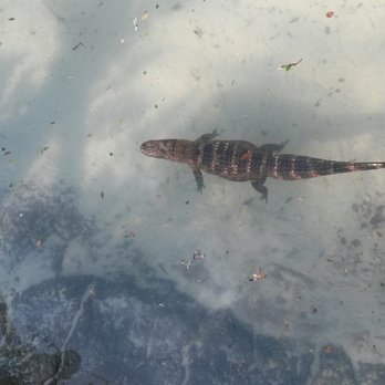 Congo River Golf - Swimming gator - Arcades Near Me - Altamonte Springs, Florida Congo River Golf - Swimming gator - Arcades Near Me - Altamonte Springs, Florida