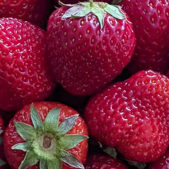 Fresh Ponds Farm - Strawberries!! - Farmers Market Near Me - Monroe Township, New Jersey