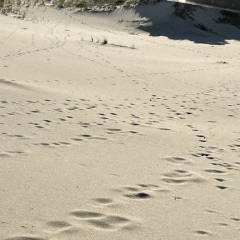 Art's Dune Tours - Tours Near Me - Provincetown, Massachusetts