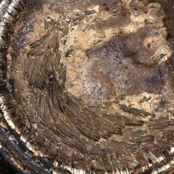 Rambo Total Pest Control - Grease traps in barbecues provide a nutritious food source for rats.  You can see their incisor marks from their bites in this grease. - Pest Control Near Me