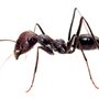 Photo of Premier Pest Services
