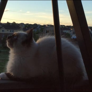 Rosesrags Cattery - Peanut, doing some early morning bird watching. - Pet Breeders Near Me Rosesrags Cattery - Peanut, doing some early morning bird watching. - Pet Breeders Near Me