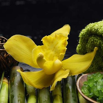 Camellia Massage - Reflexology Near Me - Sacramento, California Camellia Massage - Reflexology Near Me - Sacramento, California