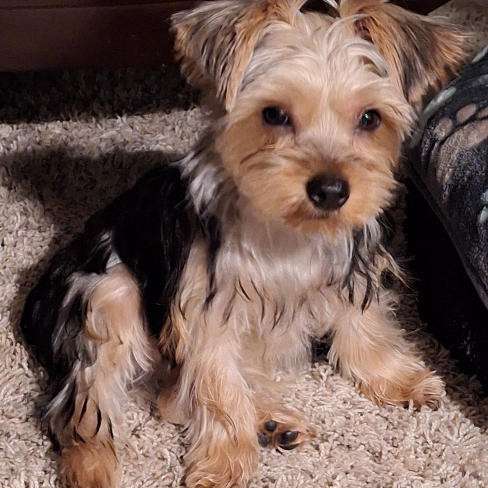 Furry Babies - Lombard - Pet Stores Near Me - Lombard, Illinois Furry Babies - Lombard - Pet Stores Near Me - Lombard, Illinois