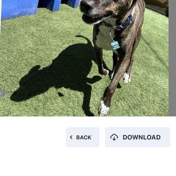 The Ranch Dog Training - Pet Training Near Me - Los Angeles, California The Ranch Dog Training - Pet Training Near Me - Los Angeles, California