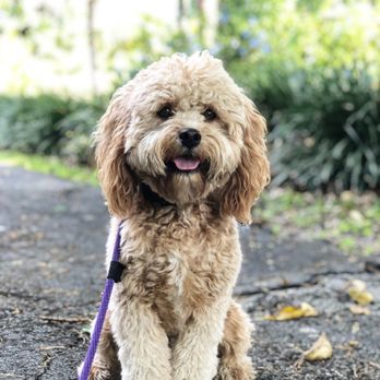 Happy With Dogs - Teddy doing amazing things - Pet Training Near Me Happy With Dogs - Teddy doing amazing things - Pet Training Near Me