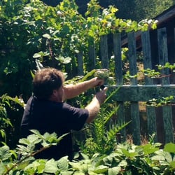 Woolly Egg Ranch - Ken cut off a couple of artichokes for us.