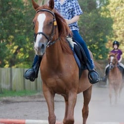 Forest Lake Riding School - Ponies Chloe and Laremi in a lesson