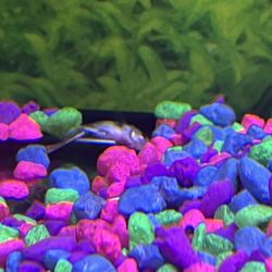 PetSmart - dead fish in the back of a tank
