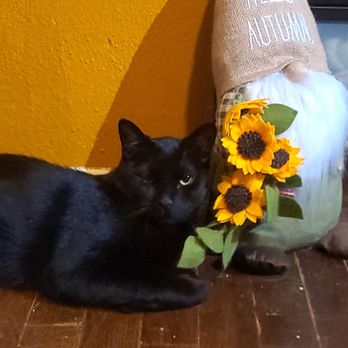 Nevada Humane Society - Took this the day after he got adopted. - Animal Shelters Near Me - Reno, Nevada