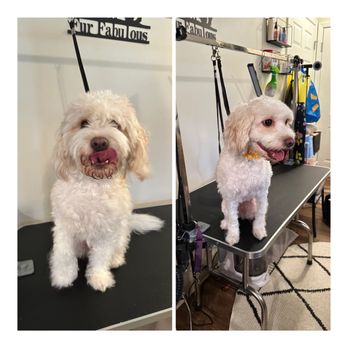 Fur Fabulous Grooming - Before and after - Pet Groomers Near Me - Farmington, New York Fur Fabulous Grooming - Before and after - Pet Groomers Near Me - Farmington, New York
