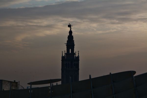 Setas de Sevilla by null