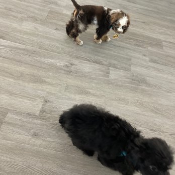 FureverPets - 2 puppies from furever pets! - Two puppies are on a light gray wood floor, one standing and one lying down, in an indoor setting. - Pet Stores Near Me - Round Rock, Texas