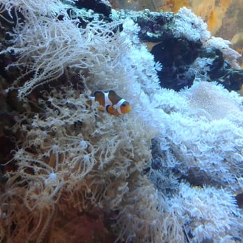 Fota Wildlife Park - We found Nemo. - Parks Near Me - Fota, Colorado