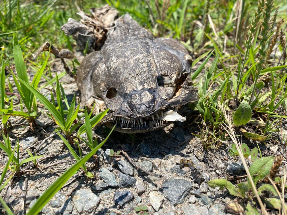 MACKAY ISLAND NATIONAL WILDLIFE REFUGE 23 Photos 316 Marsh Cswy