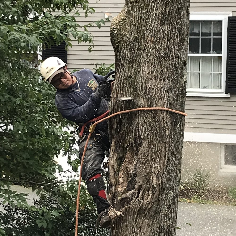 Edgar and Sons - Cutting section by section - Landscaping Near Me - Peabody , Massachusetts