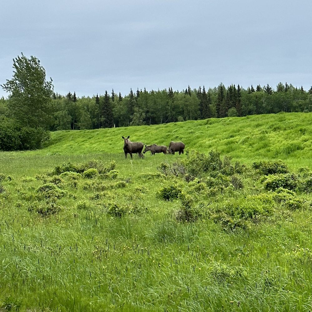 Alaska Trail Guides - Bike tours Near Me Alaska Trail Guides - Bike tours Near Me