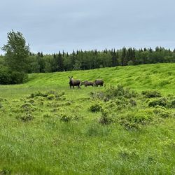 Alaska Trail Guides