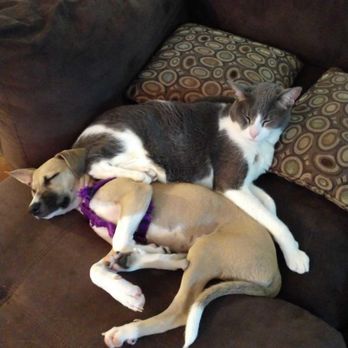 Brett Shelby - Finally get along - Pet Training Near Me