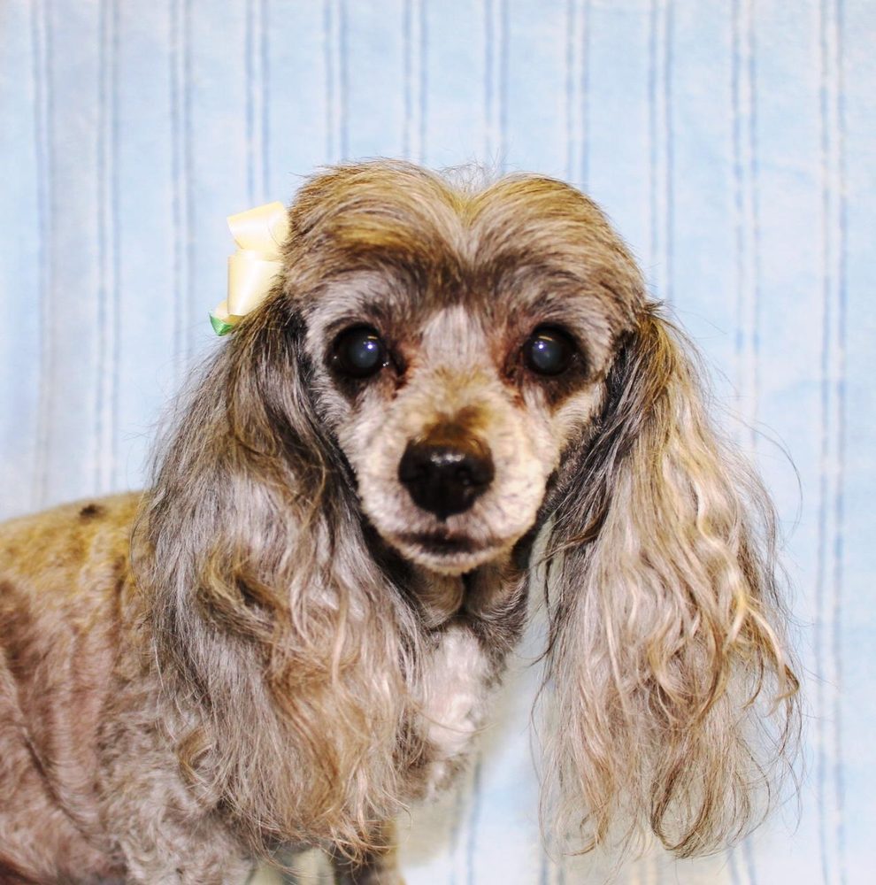 PROFESSIONAL DOG GROOMERS 3310 Atlanta Hwy, Montgomery, Alabama Pet