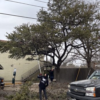 Four Seasons Tree Service - Tree Services Near Me - San Antonio, Texas Four Seasons Tree Service - Tree Services Near Me - San Antonio, Texas
