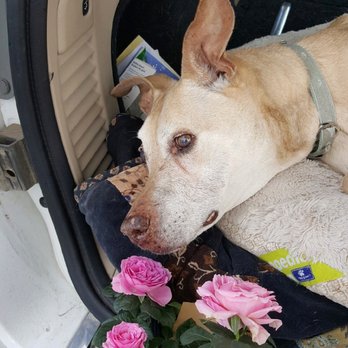 Homeward Bound Veterinary Services - Thank you Judy and Henry for helping me cross the Rainbow Bridge Love, Kanaka - Veterinarians Near Me