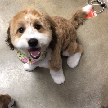 Leahs Pet Grooming - Pet Sitting Near Me Leahs Pet Grooming - Pet Sitting Near Me