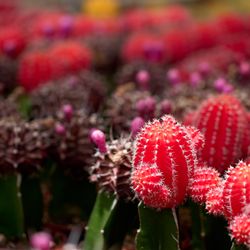 Mari's Gardens